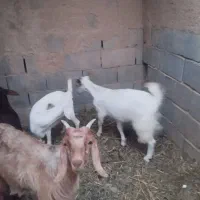 بزغاله سانن اصل