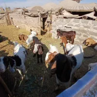 بزکره پاکستانی زایده وابستن|حیوانات مزرعه|رفسنجان, |دیوار