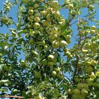 باغ هزار متری چغادون