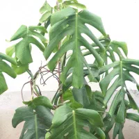 برگ انجیری و سیکاس