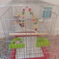 یک جفت عروس هلندی|پرنده|تهران, شهید رجایی|دیوار