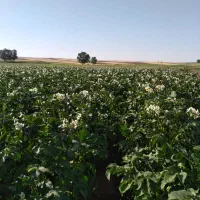 سیب زمینی بذری