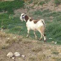 بزغاله نر