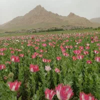 اکیپ انجام کارهای کشاورزی (توضیحات بخون)