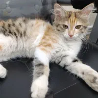 گربه