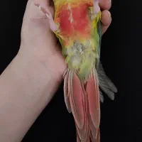 گرینچیک بسیار باهوش