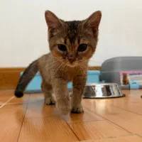 گربه ۳ ماهه بریتیش