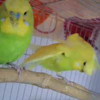 مرغ عشق|پرنده|اهواز, کوی فرهنگیان ۱|دیوار
