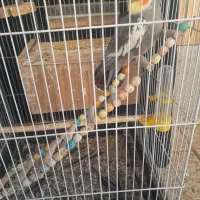 یک جفت مولد هلندی|پرنده|برخوار, |دیوار