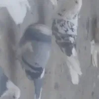 کبوتر پشتدار و ابلغ هردو  گم شده در گلشهر شاهگلی