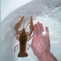 لابستر جاینت هیولا