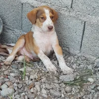 سگ نرگله پجه درشت