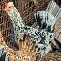 تخم مرغ نطفه دار گلین|حیوانات مزرعه|شهرضا, |دیوار