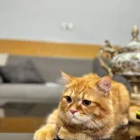 دو گربه اسکاتیش ۶ ماهه|گربه|بجنورد, |دیوار