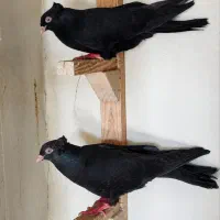 زاغ آبادانی