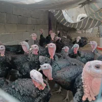 بوقلمون روستای