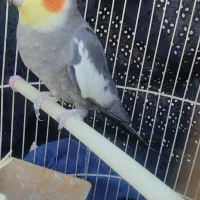 عروس هلندی نر|پرنده|بندر گناوه, |دیوار