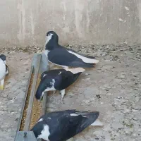 پلاس سیاه مهر مهر نروماده دو جفت با جوجه هاشون|پرنده|قم, شاه ابراهیم|دیوار