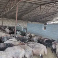 دمداری سه هزار متر ی با ۱۲۰۰متر سالن فول سند شش دا|فروش دفتر صنعتی، کشاورزی، تجاری|مشهد, درزآب|دیوار