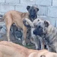 توله نر ۵ ماهه خالص سرابی