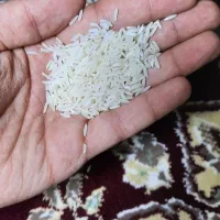 برنج هاشمی ۶۰۰ کیلو آستانه