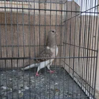 کبوتر مفلق دمگیر سنجابی