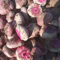 چغندر درشت|حیوانات مزرعه|دشتابی, |دیوار