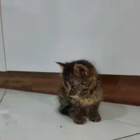 واگذاری بچه گربه