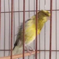 قناری رسمی بلند|پرنده|شیراز, شیشه‌گری|دیوار