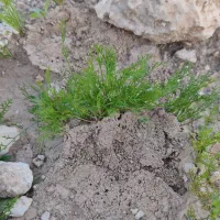 زمین مشاع 200 متری