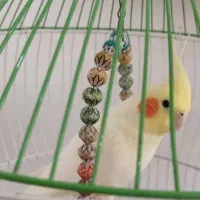 ۳ عدد عروس هلندی ۲ تا سفید ۱ دونه طوسی|پرنده|رامسر, |دیوار