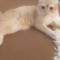 گربه اسکاتیش نر عقیم نشده