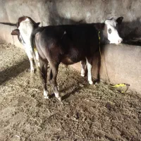 دو عدد گوساله نر باجنس عالی