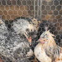 مرغ گلپایگان، کوشین،سلطان گردن لختی|حیوانات مزرعه|قنوات, |دیوار