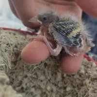 سهره|پرنده|ملایر, |دیوار