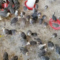 بوقلمون ۴۰ روزه