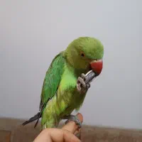 جوجه ملنگو دستی|پرنده|سپیدان, |دیوار