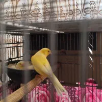 قناری|پرنده|تبریز, |دیوار