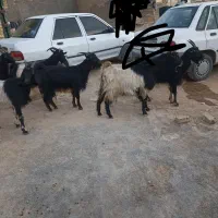 فروشی|حیوانات مزرعه|کوهدشت, |دیوار