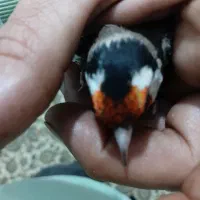 سهره دهن لر|پرنده|تهران, یافتآباد|دیوار