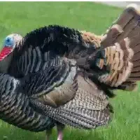 کارگر مرغداری ( بوقلمون) گوشتی