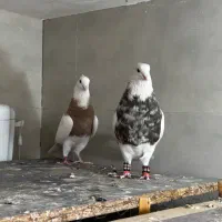 جفتگاه طوقی|پرنده|مشهد, آزادشهر|دیوار