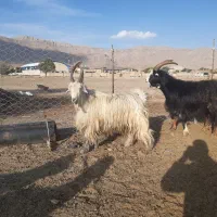 دوبور