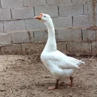 قوغاز سفید|حیوانات مزرعه|باوی, |دیوار