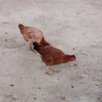 ۴عددمرغ تخم گذار دانه ۳۰۰