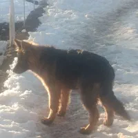 سگ ژرمن شپرد|سگ|شاهین‌شهر, شهرک صنعتی|دیوار