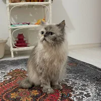 پرشین ماده|گربه|زنجان, |دیوار