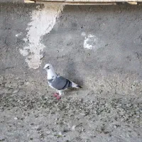 ماده ابلغ|پرنده|زابل, |دیوار