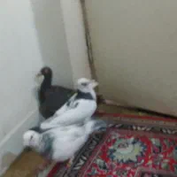 یهودی قهوای ابلق سبز گلدمن ُسبز|پرنده|شیراز, فاضل|دیوار