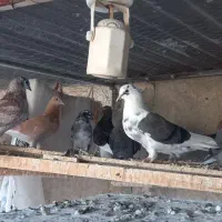 جوجه پرشی کاشان